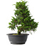 Juniperus chinensis Itoigawa, 30,5 cm, ± 15 jaar oud