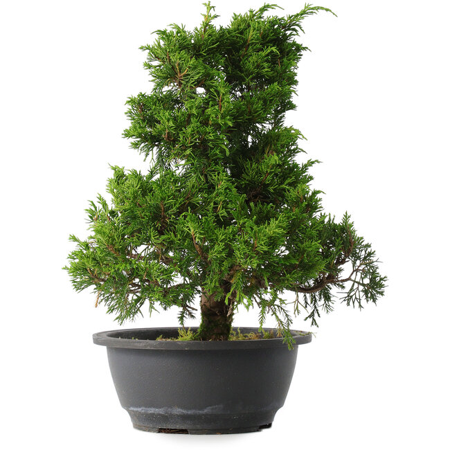 Juniperus chinensis Itoigawa, 30,5 cm, ± 15 years old