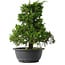 Juniperus chinensis Itoigawa, 30,5 cm, ± 15 anni