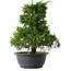 Juniperus chinensis Itoigawa, 30,5 cm, ± 15 jaar oud