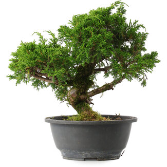 Juniperus chinensis Itoigawa, 26 cm, ± 15 jaar oud