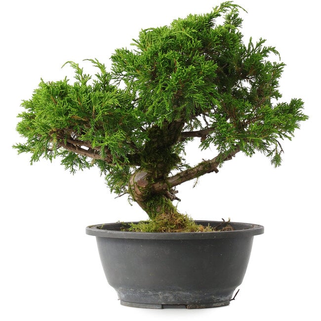 Juniperus chinensis Itoigawa, 26 cm, ± 15 anni