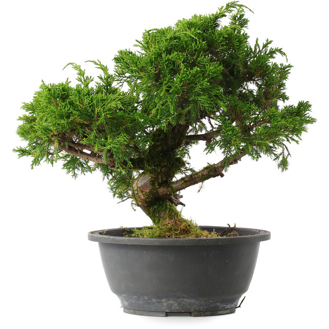 Juniperus chinensis Itoigawa, 26 cm, ± 15 jaar oud