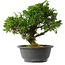 Juniperus chinensis Itoigawa, 26 cm, ± 15 jaar oud