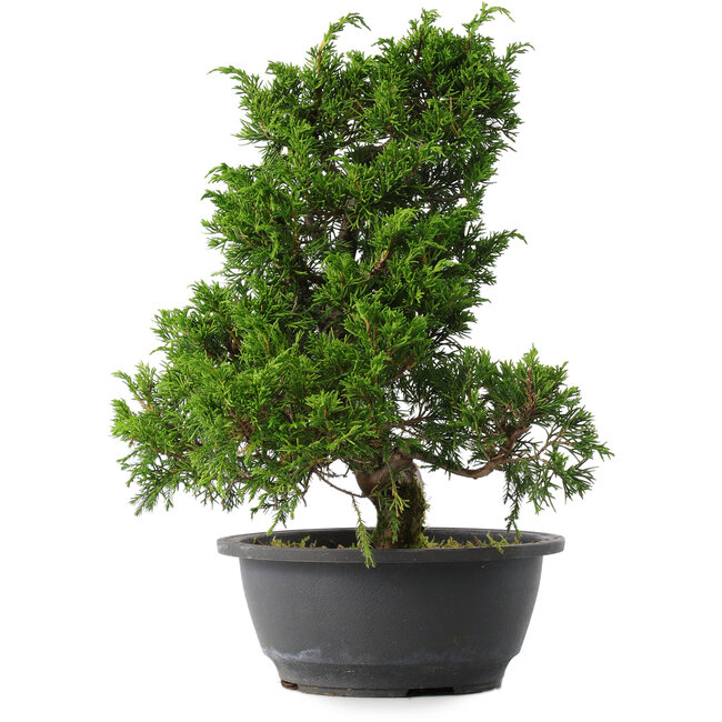 Juniperus chinensis Itoigawa, 30,5 cm, ± 15 anni