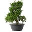 Juniperus chinensis Itoigawa, 30,5 cm, ± 15 anni