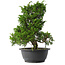 Juniperus chinensis Itoigawa, 30,5 cm, ± 15 jaar oud