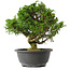 Juniperus chinensis Itoigawa, 26 cm, ± 15 jaar oud