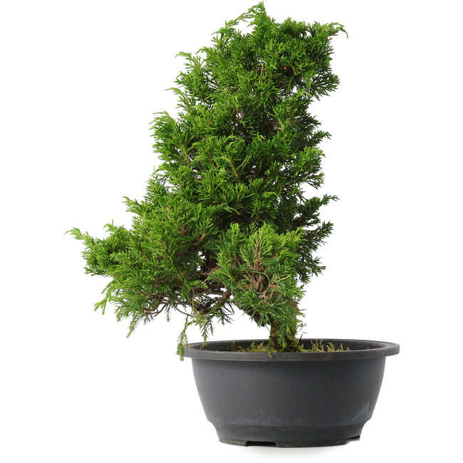 Juniperus chinensis Itoigawa, 30,5 cm, ± 15 años