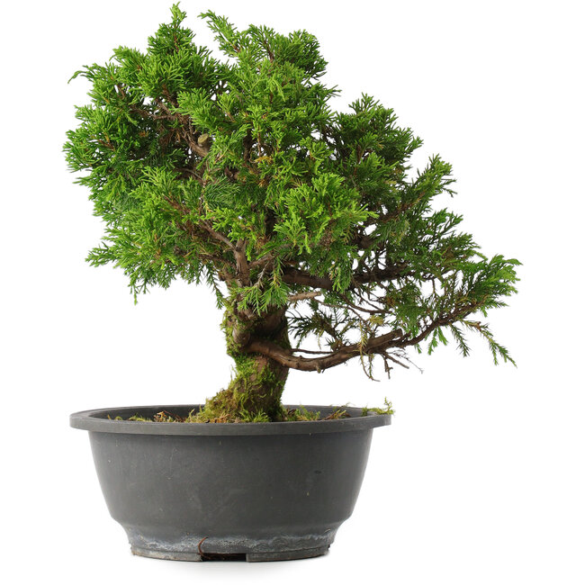 Juniperus chinensis Itoigawa, 26 cm, ± 15 years old