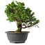 Juniperus chinensis Itoigawa, 26 cm, ± 15 anni