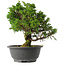 Juniperus chinensis Itoigawa, 26 cm, ± 15 jaar oud