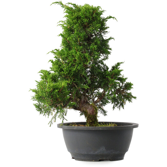 Juniperus chinensis Itoigawa, 30,5 cm, ± 15 ans