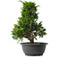 Juniperus chinensis Itoigawa, 30,5 cm, ± 15 jaar oud