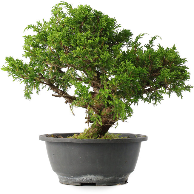 Juniperus chinensis Itoigawa, 26 cm, ± 15 years old
