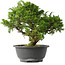 Juniperus chinensis Itoigawa, 26 cm, ± 15 jaar oud