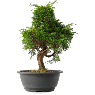 Juniperus chinensis Itoigawa, 31 cm, ± 15 jaar oud