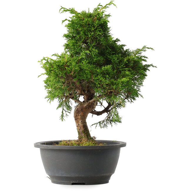 Juniperus chinensis Itoigawa, 31 cm, ± 15 jaar oud