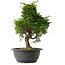 Juniperus chinensis Itoigawa, 31 cm, ± 15 jaar oud