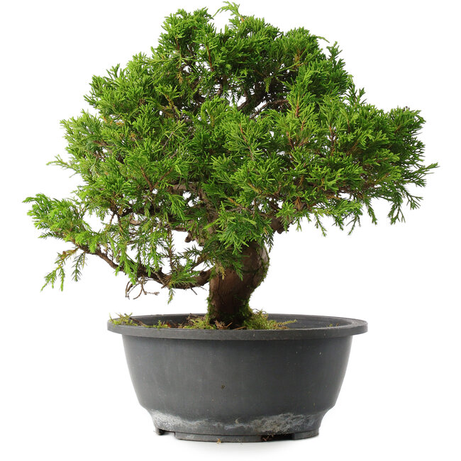 Juniperus chinensis Itoigawa, 26 cm, ± 15 años