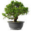 Juniperus chinensis Itoigawa, 26 cm, ± 15 jaar oud