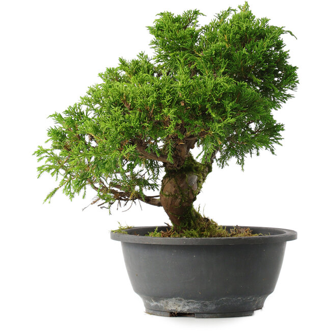 Juniperus chinensis Itoigawa, 26 cm, ± 15 ans