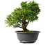 Juniperus chinensis Itoigawa, 26 cm, ± 15 anni