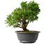 Juniperus chinensis Itoigawa, 26 cm, ± 15 jaar oud