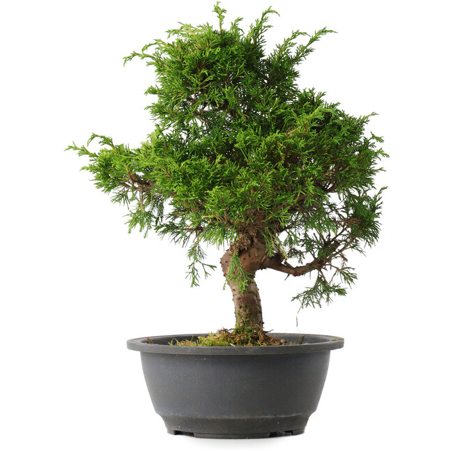 Juniperus chinensis Itoigawa, 31 cm, ± 15 ans