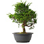 Juniperus chinensis Itoigawa, 31 cm, ± 15 jaar oud