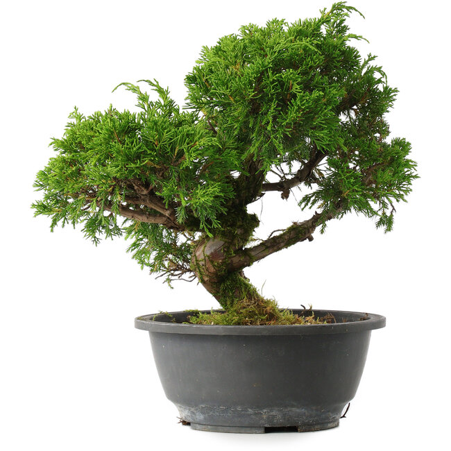 Juniperus chinensis Itoigawa, 26 cm, ± 15 jaar oud