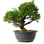 Juniperus chinensis Itoigawa, 26 cm, ± 15 jaar oud