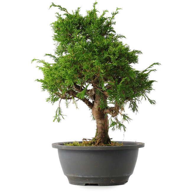 Juniperus chinensis Itoigawa, 31 cm, ± 15 years old