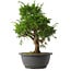 Juniperus chinensis Itoigawa, 31 cm, ± 15 anni