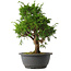 Juniperus chinensis Itoigawa, 31 cm, ± 15 jaar oud