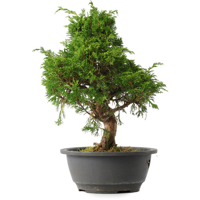 Juniperus chinensis Itoigawa, 31 cm, ± 15 years old
