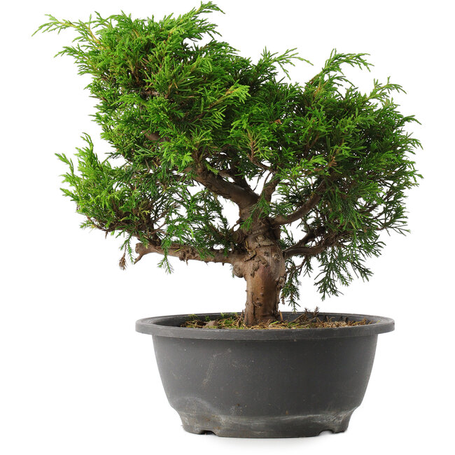 Juniperus chinensis Itoigawa, 25,5 cm, ± 15 jaar oud