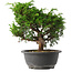 Juniperus chinensis Itoigawa, 25,5 cm, ± 15 jaar oud