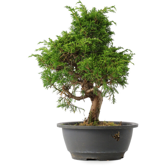 Juniperus chinensis Itoigawa, 31 cm, ± 15 anni