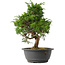 Juniperus chinensis Itoigawa, 31 cm, ± 15 jaar oud