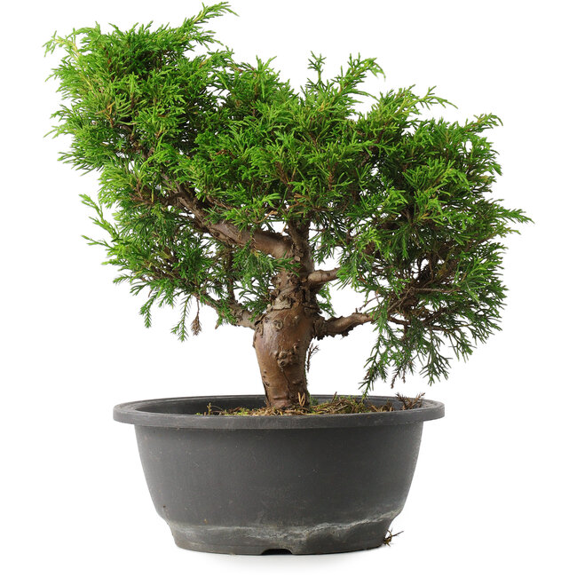 Juniperus chinensis Itoigawa, 25,5 cm, ± 15 years old