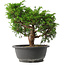 Juniperus chinensis Itoigawa, 25,5 cm, ± 15 jaar oud