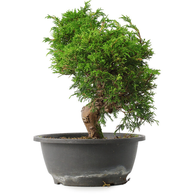 Juniperus chinensis Itoigawa, 25,5 cm, ± 15 years old
