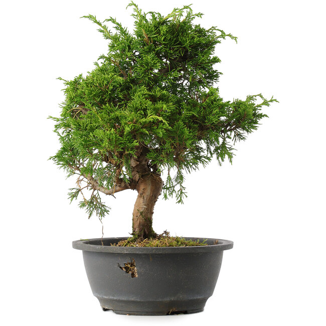 Juniperus chinensis Itoigawa, 31 cm, ± 15 jaar oud