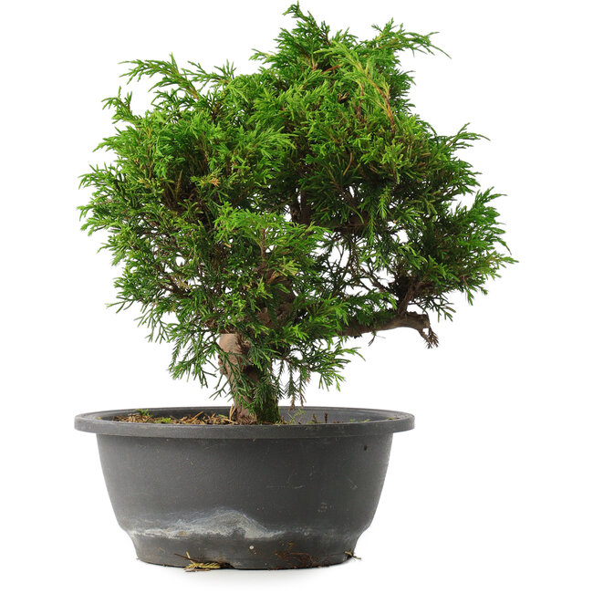 Juniperus chinensis Itoigawa, 25,5 cm, ± 15 ans