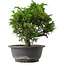 Juniperus chinensis Itoigawa, 25,5 cm, ± 15 jaar oud