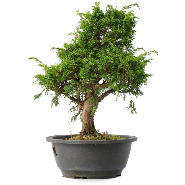 Juniperus chinensis Itoigawa, 31 cm, ± 15 jaar oud