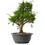 Juniperus chinensis Itoigawa, 31 cm, ± 15 jaar oud