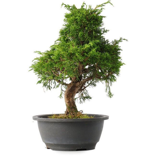 Juniperus chinensis Itoigawa, 31 cm, ± 15 jaar oud