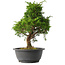 Juniperus chinensis Itoigawa, 31 cm, ± 15 jaar oud
